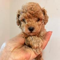 Barboncino toy cuccioli maschio e femmina