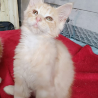 Cucciola Maine Coon tg XXL, pedigree Anfi, NATALE