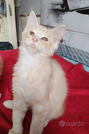 Cucciola Maine Coon tg XXL, pedigree Anfi, NATALE
