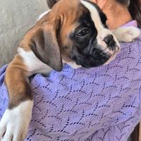 Cucciola boxer femmina Pedigree Enci