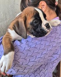 Cucciola boxer femmina Pedigree Enci
