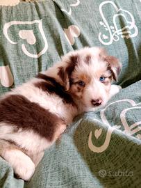 Cuccioli di pastore Australiano con pedigree