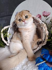 Gattina scottish fold