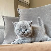 British shorthair