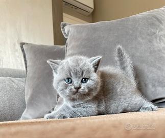 British shorthair