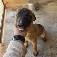 Asia cucciolotta