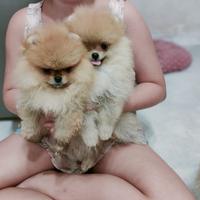 Spitz di Pomerania nano
