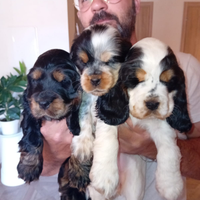 Cuccioli di cocker spaniel