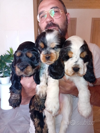 Cuccioli di cocker spaniel