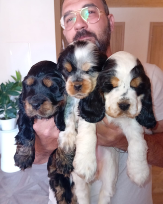 Cuccioli di cocker spaniel