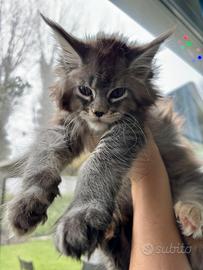 Cucciola di Maine Coon