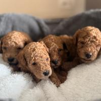 Barboncini toy e mini