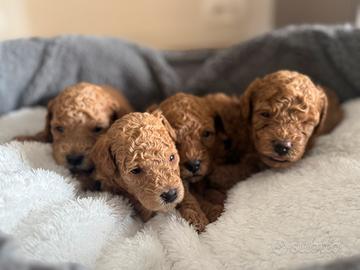 Barboncini toy e mini