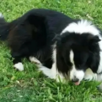 BORDER COLLIE cuccioli disponibili