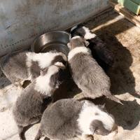 Border collie