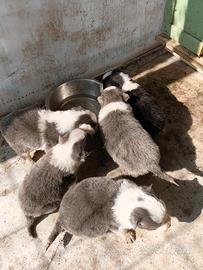 Border collie