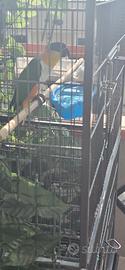 Caicco a testa nera (Pionites melanocephalus)