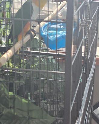 Caicco a testa nera (Pionites melanocephalus)