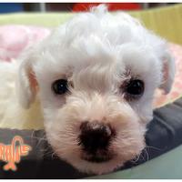 Cuccioli di BOLOGNESE