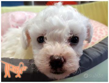 Cuccioli di BOLOGNESE