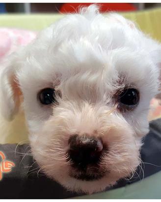 Cuccioli di BOLOGNESE