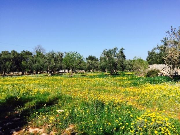 Agricolo a Ostuni