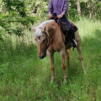 Mezza fida cavalla da passeggita