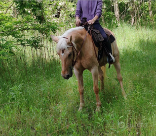 Mezza fida cavalla da passeggita