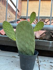 CACTUS A PALA DI FICO D’INDIA