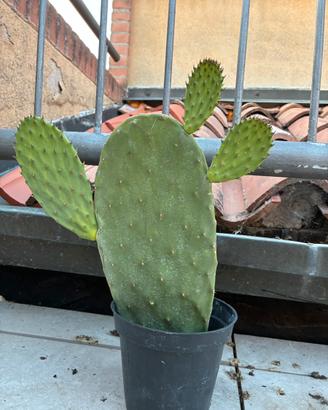 CACTUS A PALA DI FICO D’INDIA