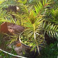 palme da dattero e varie