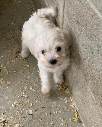 Maltipoo