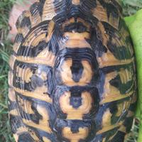 Tartaruga hermanni hermanni maschio adulto