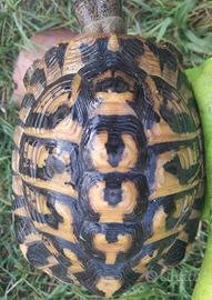 Tartaruga hermanni hermanni maschio adulto
