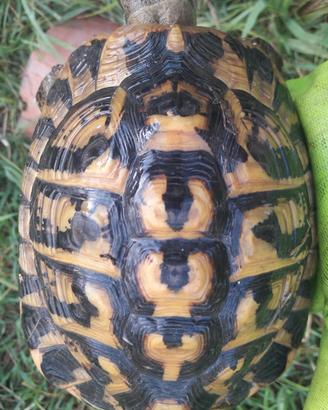 Tartaruga hermanni hermanni maschio adulto