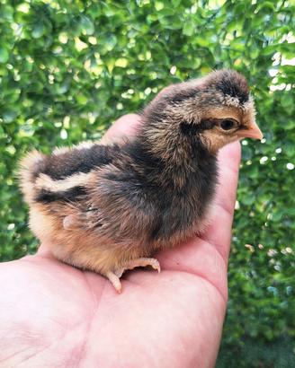 galline pulcini galli