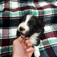 Border collie