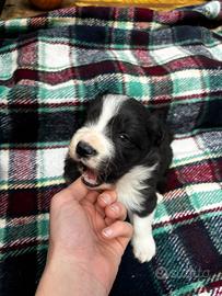 Border collie