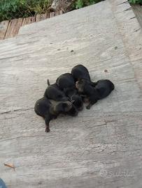 CUuccioli di Bassotto Nano/kaninchen