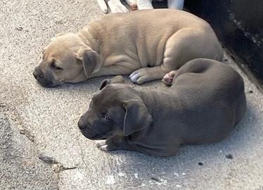 Cuccioli pit bull blue nose