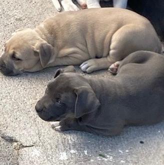 Cuccioli pit bull blue nose