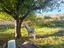 Immagine 28