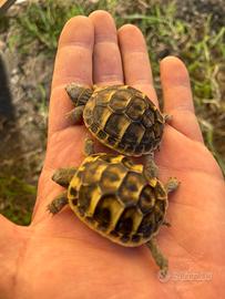 Tartarughe di terra