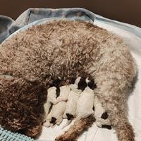 Cuccioli di Lagotto Romagnolo