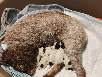 Cuccioli di Lagotto Romagnolo