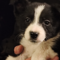 Cuccioli Border Collie