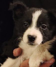 Cuccioli Border Collie