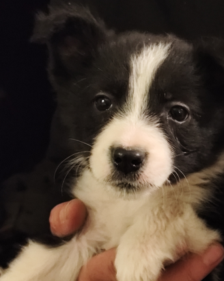 Cuccioli Border Collie