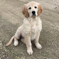 Cucciola di Golden Retriever con Pedigree