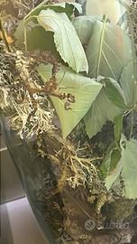 Fasmidi extatosoma e ramulus